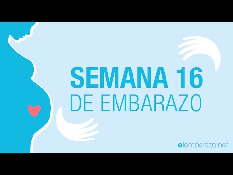 ¿Cuántos meses de embarazo equivalen a 16 semanas?