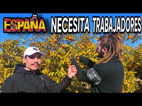Trabajar en la recogida de fruta en España: una experiencia laboral.